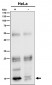 Anti-VAMP8/Endobrevin Rabbit Monoclonal Antibody
